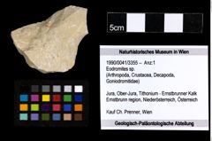 Foto (Objekt + Etiketten) von Eodromites sp. 